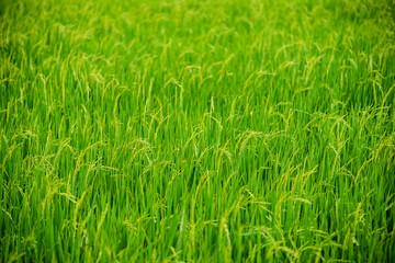 Obraz premium Countryside scenery of paddy rice field