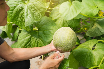 Melons in the garden, Yong man holding melon in greenhouse melon farm. Young sprout of Japanese melons  growing in greenhouse.