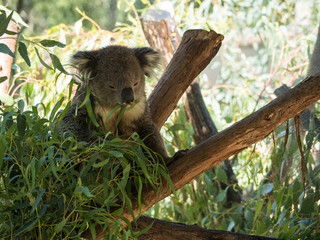 Koala in Australia