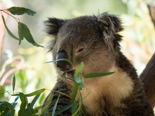 Koala in Australia