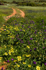Spring flowers by farm track