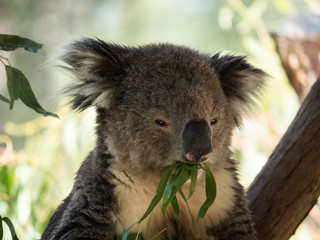 Koala in Australia