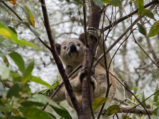Koala in Australia