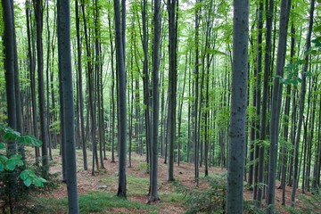 Naklejka premium Carpathian forest, Romania