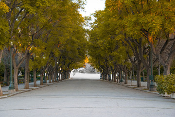 Road inside a park 