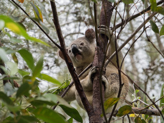 Koala in Australia