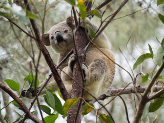 Koala in Australia
