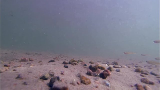 Small Minnow Fish Under Water River Bed