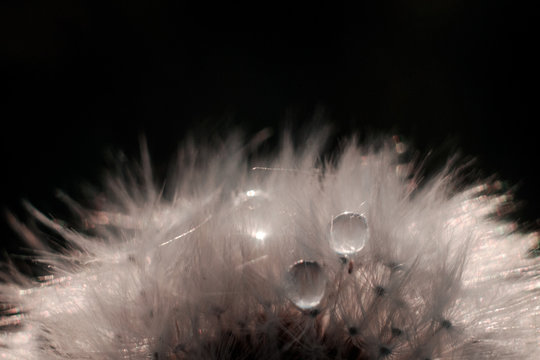
drops of water on a dandelion flower macro photo