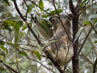 Koala in Australia