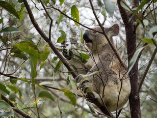Koala in Australia