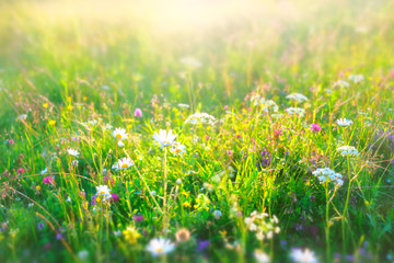 Fototapeta premium Beautiful summer background. Meadow with a flower of camomiles.