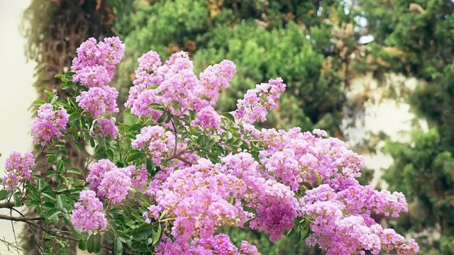Lagerstroemia indica flower is a large bouquet of purple hanging from the tree. Lagerstroemia indica from spring with natural sunlight. 4k, stadikam