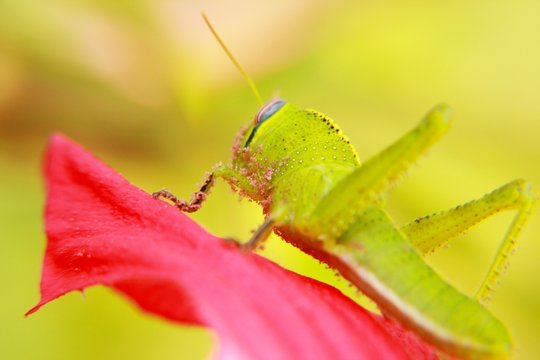 Un grillo su un fiore