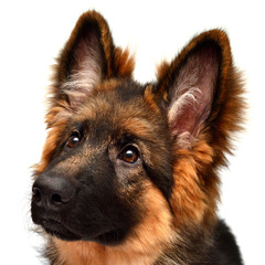 Fluffy German Shepherd dog isolated on white background. Puppy is beautiful, funny and attentive. Portrait, close-up. Good, plush