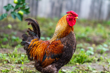 Rustic, handsome cock in the village