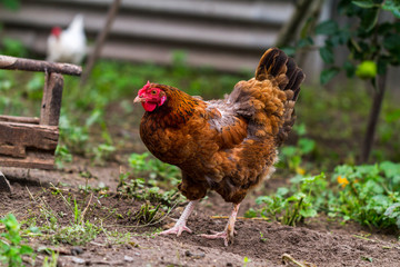 Village chickens are walking around the garden in the village