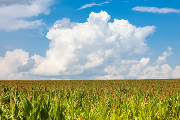 Fototapeta na wymiar green corn field and blue sky. Nature summer countryside landscape