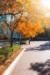 Fototapeta na wymiar The autumn colors city park