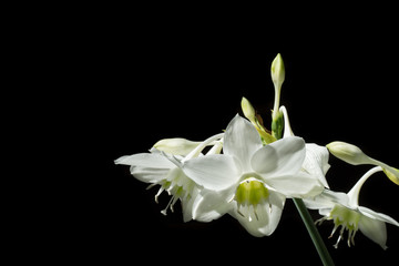 white wild flower on black