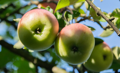 an apple on a tree