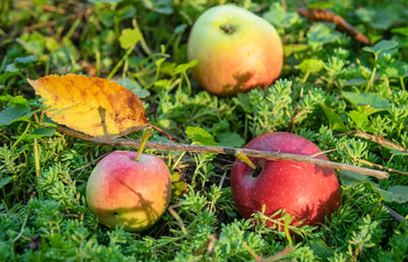 three apples on the grass in the evening