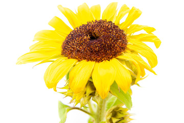 Sun flower isolated on white