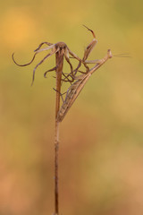 Mantis im Sonnenaufgang