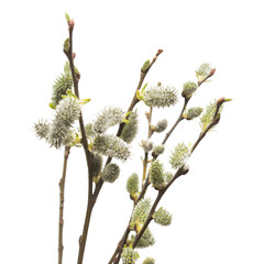 Willow twigs isolated on white background. Spring flowering of trees. Flowers. Blossom. Flat lay, top view