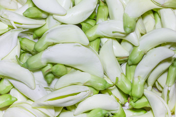 Vegetable Humming Bird Sesban Agasta as food background