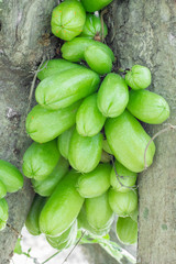 Bilimbi fruits on tree