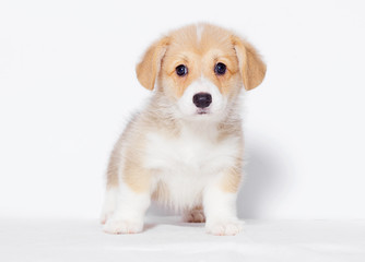 pembroke welsh corgi puppy looks