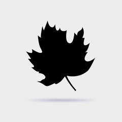 Maple leaf vector icon isolated on gray background.