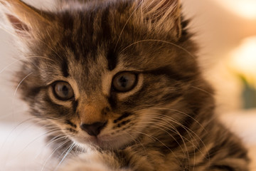 Wide Eyed Young Playful British Tabby Cat Kitten