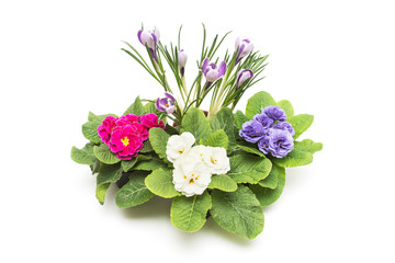 Three primroses in pots and crocus isolated on white background. Flowers pink, white and purple. Flat lay, top view
