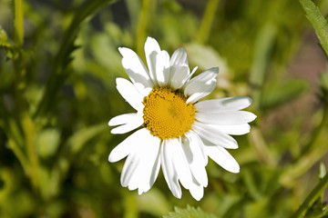 One big chamomile in summer sunny garden