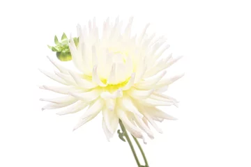 Crédence de cuisine en verre imprimé Dahlia White flower dahlia isolated on white background. Flat lay, top view