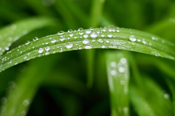 Naklejka premium 풀잎과 이슬