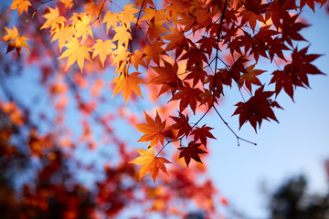 단풍과 파란하늘