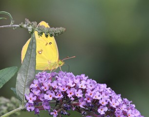 Summer Butterflies 