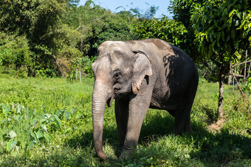 Eléphant d'Asie dans une réserve naturelle - Totale liberté ! 