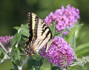 Fototapeta na wymiar Summer Butterflies 3