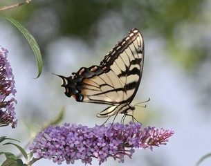 Summer Butterflies 1