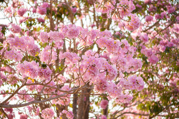 Fototapeta premium Tabebuia rosea is a Pink Flower neotropical tree