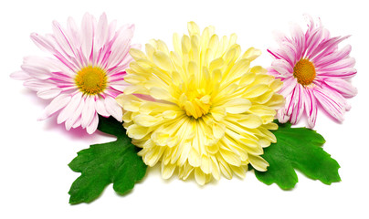 Flowers chrysanthemums and leaf in the shape of a butterfly isolated on white background