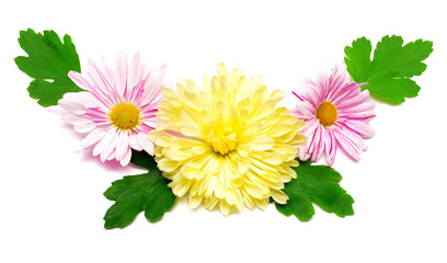 Flowers chrysanthemums and leaf in the shape of a butterfly isolated on white background