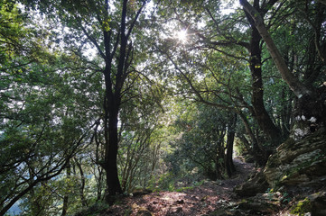 Fototapeta premium Chestnuts tree forest in upper Corsica