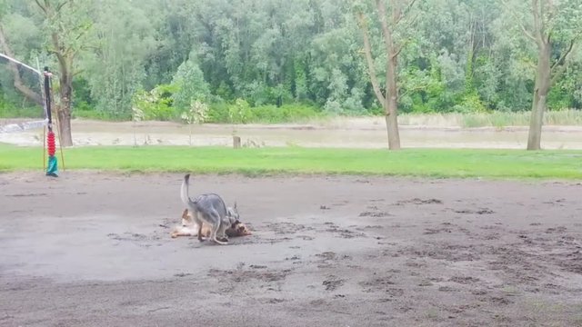 2 dogs playing on the sand next to Reno River