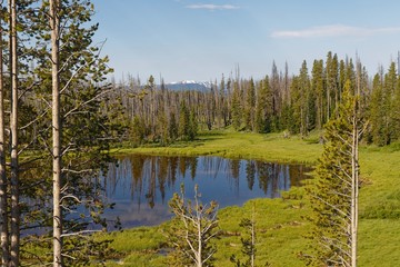 Fototapeta na wymiar Teich im Yellowstone Nationalpark