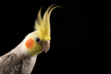 Cockatiel Crest Up, curious Happy parrot portrait in studio, isolated on black background